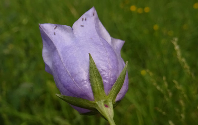 Campanula persicifolia - Campanulaceae